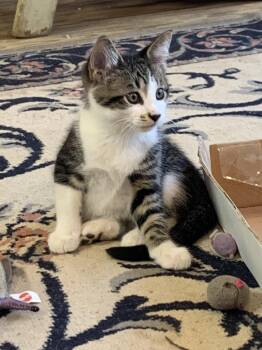 Billy Beans -  Domestic Short Hair Cat for Adoption in Avon, New York - Billy Beans | PetCurious