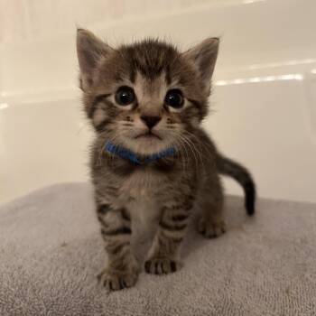Nick -  Domestic Short Hair Cat for Adoption in Auburn, Alabama - Nick | PetCurious