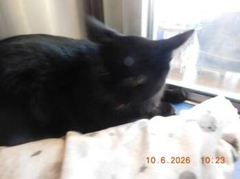 Bob -  Domestic Short Hair Cat for Adoption in North Richland Hills, Texas - Bob | PetCurious