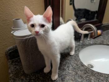 Glaceon -  Domestic Short Hair Cat for Adoption in Lafayette, Colorado - Glaceon | PetCurious