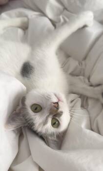 Domestic Short Hair Cats Available for Adoption - MTA | PetCurious