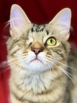 Culvert -  Domestic Short Hair Cat for Adoption in Cornwall, Connecticut - Culvert | PetCurious