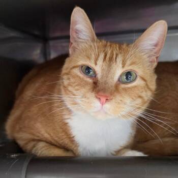 Domestic Short Hair Cats Available for Adoption in Jefferson City, Tennessee - Twixie | PetCurious