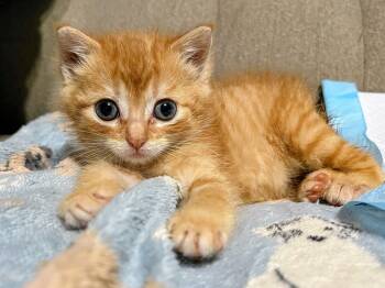 Zaychyk -  Manx Cat for Adoption in Wedgefield, South Carolina - Zaychyk | PetCurious