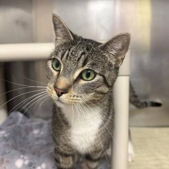 Mulch -  Domestic Short Hair Cat for Adoption in Walnut Creek, California - Mulch | PetCurious