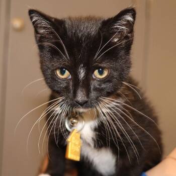 Jack -  Domestic Short Hair Cat for Adoption in Port Washington, New York - Jack | PetCurious