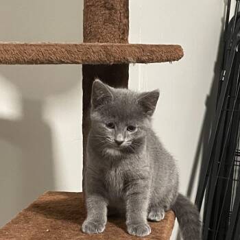 Domestic Short Hair Cats Available for Adoption in Granville, Ohio - Tow | PetCurious