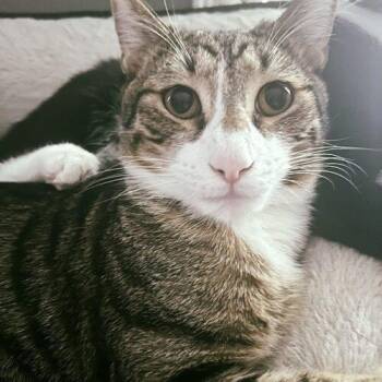 Elio -  Domestic Short Hair Cat for Adoption in Tampa, Florida - Elio | PetCurious