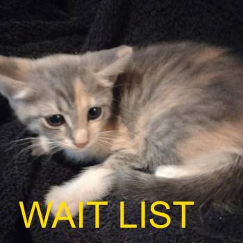 Neilos -  Domestic Short Hair Cat for Adoption in Livingston, Texas - Neilos | PetCurious