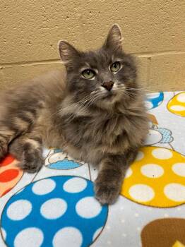 Buc-ee -  Domestic Long Hair Cat for Adoption in Cincinnati, Ohio - Buc-ee | PetCurious