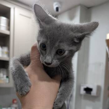 Lewey -  Domestic Short Hair Cat for Adoption in Buchanan Dam, Texas - Lewey | PetCurious