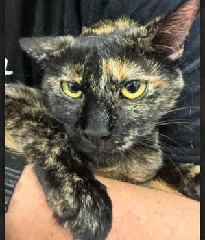 Etha -  Domestic Short Hair Cat for Adoption in Fishers, Indiana - Etha | PetCurious