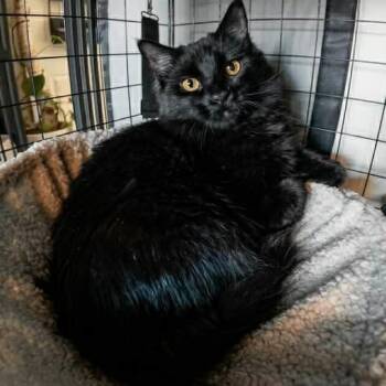 Domestic Long Hair Cats Available for Adoption in Royal Oak, Michigan - Scout | PetCurious