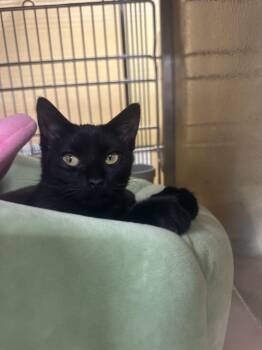 Mikey -  Domestic Short Hair Cat for Adoption in Herculaneum, Missouri - Mikey | PetCurious