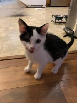 Billy -  Domestic Short Hair Cat for Adoption in Chambersburg, Pennsylvania - Billy | PetCurious