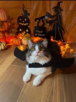 Rescue American Shorthair Cats for Adoption - Leo & Fluffy ( Playful Bonded Boys) | PetCurious