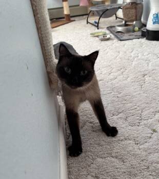 Siamese Cats Available for Adoption in Denver, Colorado - Toki | PetCurious
