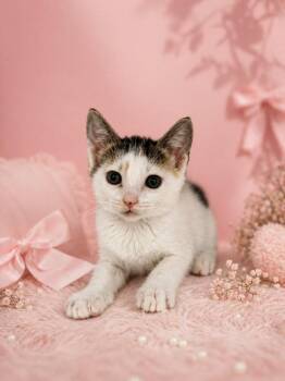 Domestic Short Hair Cats Available for Adoption in Chattanooga, Tennessee - Azalea | PetCurious