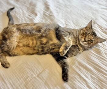 Penny -  Tabby Cat for Adoption in York, South Carolina - Penny | PetCurious