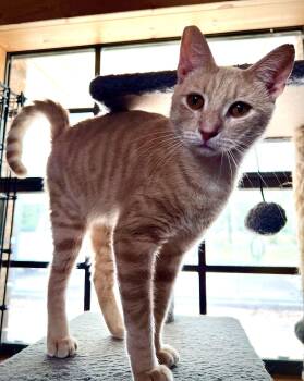 Louie -  Domestic Short Hair Cat for Adoption in Hammond, Louisiana - Louie | PetCurious