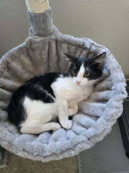 Toyota -  Domestic Medium Hair Cat for Adoption in Tucson, Arizona - Toyota | PetCurious