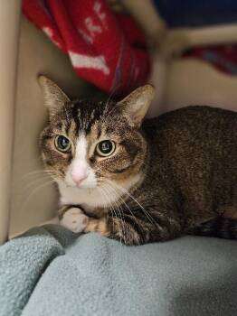 Momma Kat -  Domestic Short Hair Cat for Adoption in Fort Collins, Colorado - Momma Kat | PetCurious