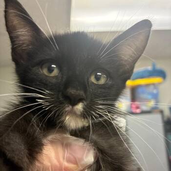 Sundae -  Domestic Short Hair Cat for Adoption in Newark, New Jersey - Sundae | PetCurious