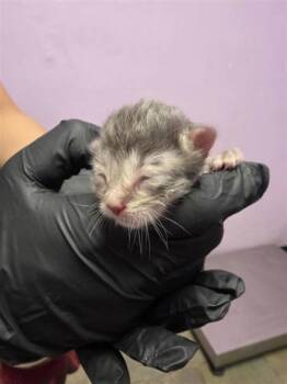 61685283 -  Domestic Short Hair Cat for Adoption in El Paso, Texas - 61685283 | PetCurious