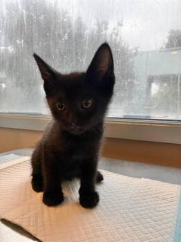 HULK -  Domestic Short Hair Cat for Adoption in San Jose, California - HULK | PetCurious