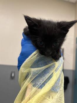 GOOBER -  Domestic Short Hair Cat for Adoption in Las Vegas, Nevada - GOOBER | PetCurious