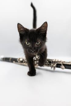 Domestic Short Hair Cats Available for Adoption - Duke Ellington | PetCurious