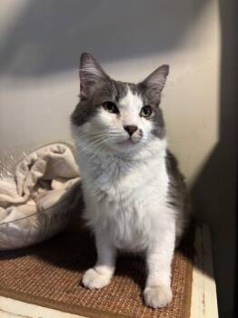 Rescue Domestic Long Hair Cats for Adoption in Eagle, Colorado - Tommy | PetCurious