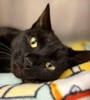 Buddah -  Domestic Short Hair Cat for Adoption in Walnut Creek, California - Buddah | PetCurious