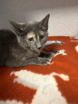 TonTon -  Domestic Short Hair Cat for Adoption in Liverpool, New York - TonTon | PetCurious