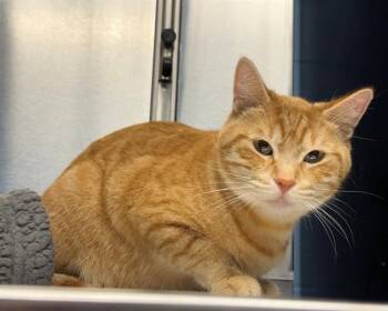 Domestic Short Hair Cats Available for Adoption in Minneapolis, Minnesota - MEOWLISSA | PetCurious