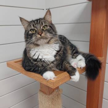 Rescue Domestic Medium Hair Cats for Adoption in Williamsport, Pennsylvania - Fluffy Clark | PetCurious