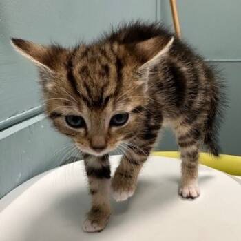 Rescue Domestic Short Hair Cats for Adoption in Greensboro, North Carolina - Duck | PetCurious