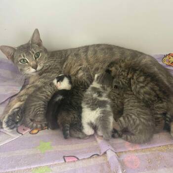 Rescue Domestic Short Hair Cats for Adoption in Madison, Wisconsin - Emmy | PetCurious