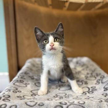 Marilou--In Foster -  Domestic Short Hair Cat for Adoption in Fargo, North Dakota - Marilou--In Foster | PetCurious