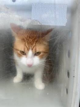 Domestic Short Hair Cats Available for Adoption in Dallas, Texas - REY | PetCurious