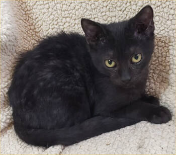 Rescue Domestic Short Hair Cats for Adoption in San Antonio, Texas - Standish | PetCurious