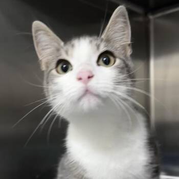 Domestic Short Hair Cats Available for Adoption in Middleburg, Florida - Warpaint 28468 | PetCurious