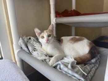 Annette -  Domestic Short Hair Cat for Adoption in Berkeley, California - Annette | PetCurious