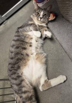 Domestic Short Hair Cats Available for Adoption - Smokey | PetCurious
