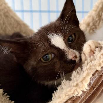 PQ and Butch -  Domestic Short Hair Cat for Adoption in Fort Worth, Texas - PQ And Butch | PetCurious