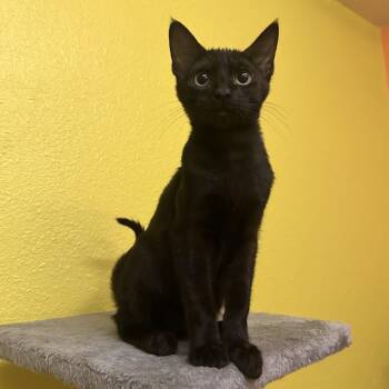 Mac -  Domestic Short Hair Cat for Adoption in Fresno, California - Mac | PetCurious