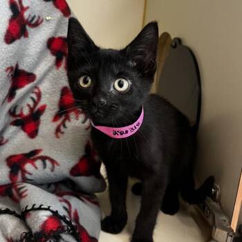 Arya Stark -  Domestic Medium Hair Cat for Adoption in Fairport, New York - Arya Stark | PetCurious