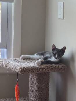 Quincy Jones - BONDED PAIR -  Domestic Short Hair Cat for Adoption in Naugatuck, Connecticut - Quincy Jones - BONDED PAIR | PetCurious