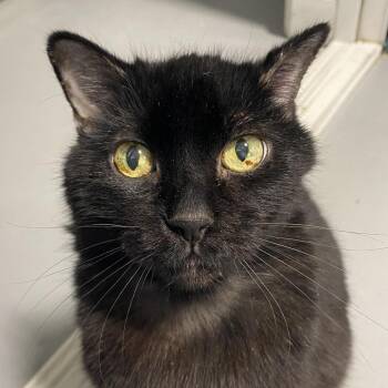 Domestic Short Hair Cats Available for Adoption - Talulah | PetCurious