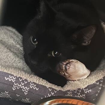Domestic Short Hair Cats Available for Adoption - Panther 2.0 | PetCurious